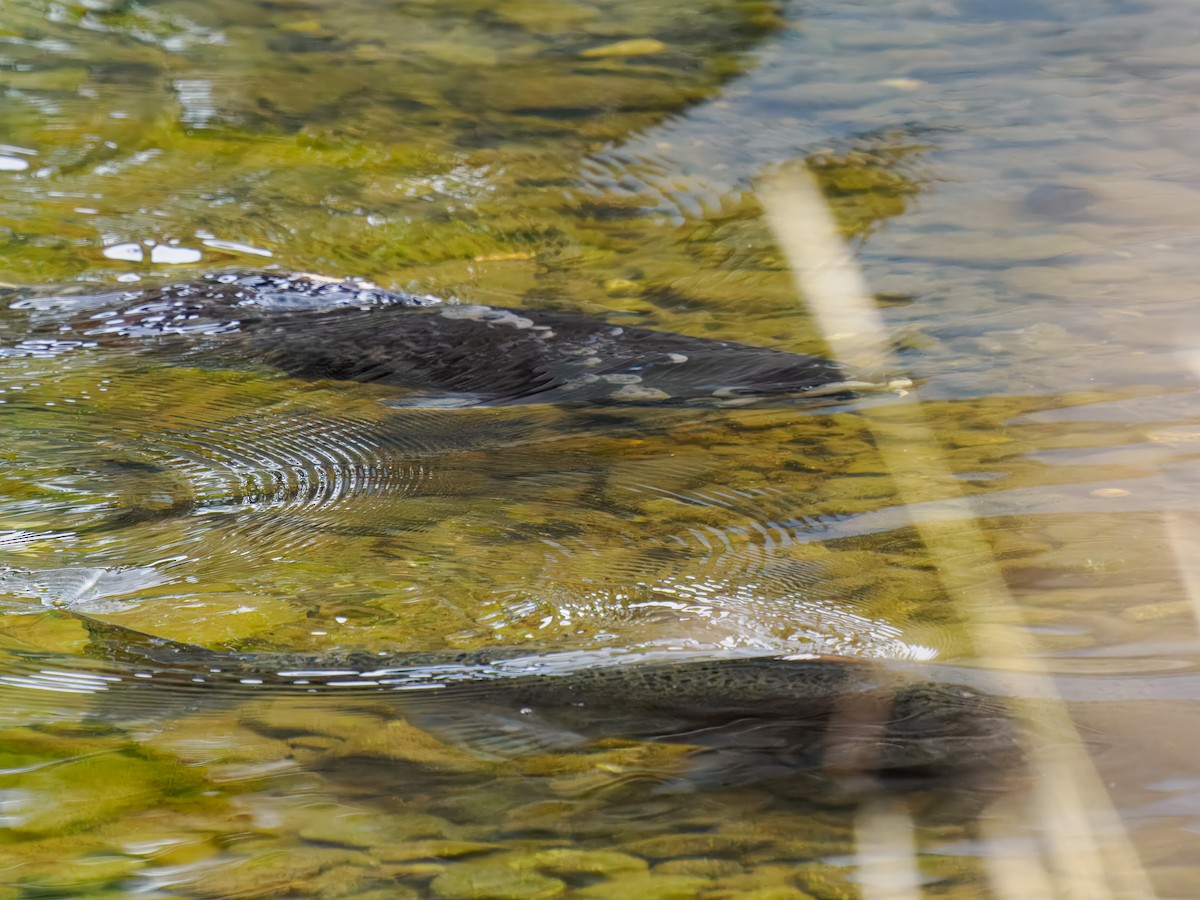 King Salmon - ML646306999