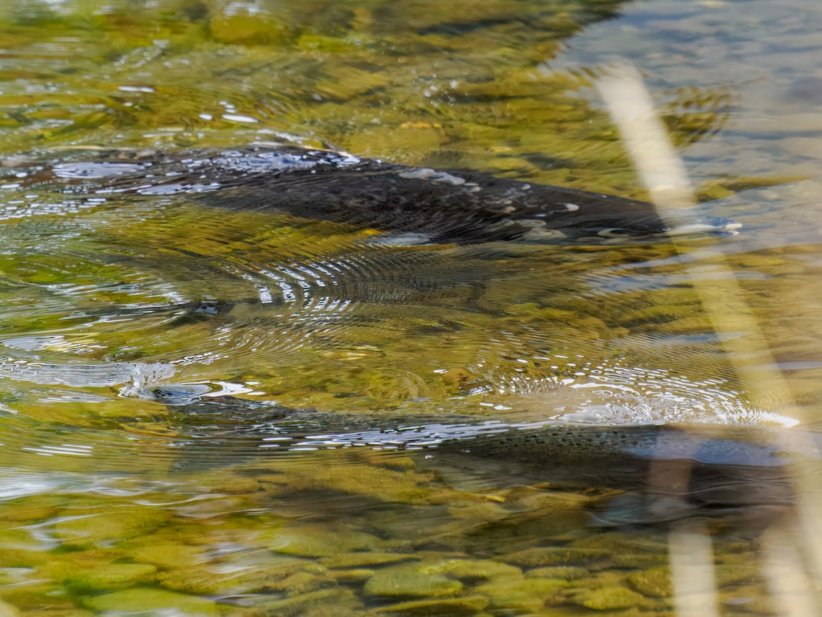 King Salmon - ML646307000