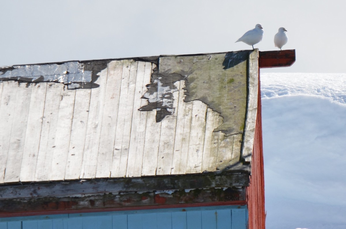 サヤハシチドリ - ML646307005