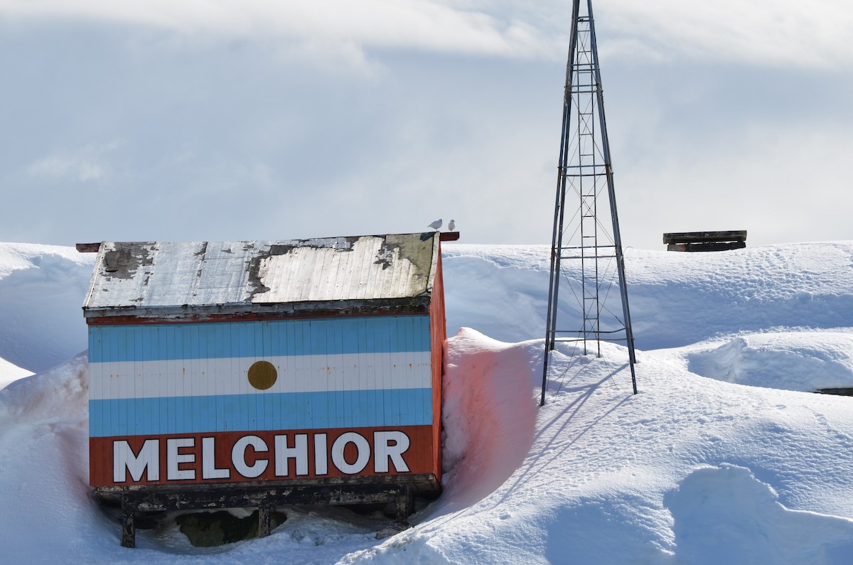 サヤハシチドリ - ML646307006