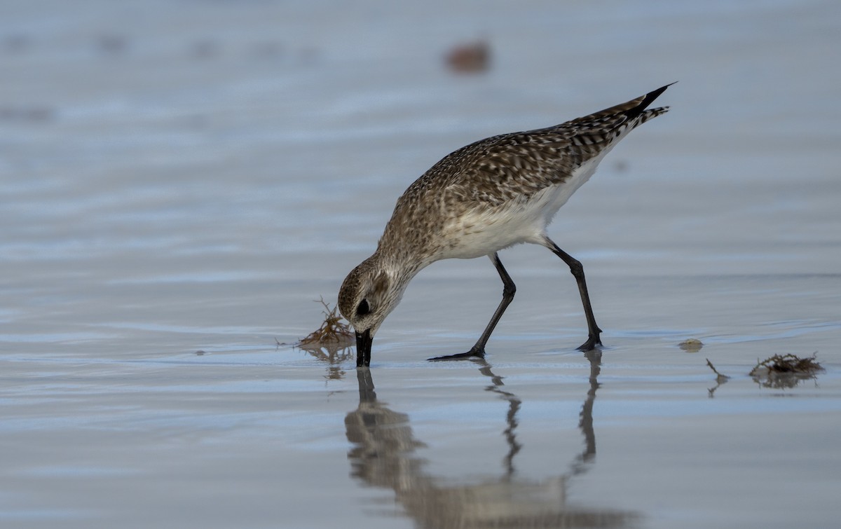 Chorlito Gris - ML646307011