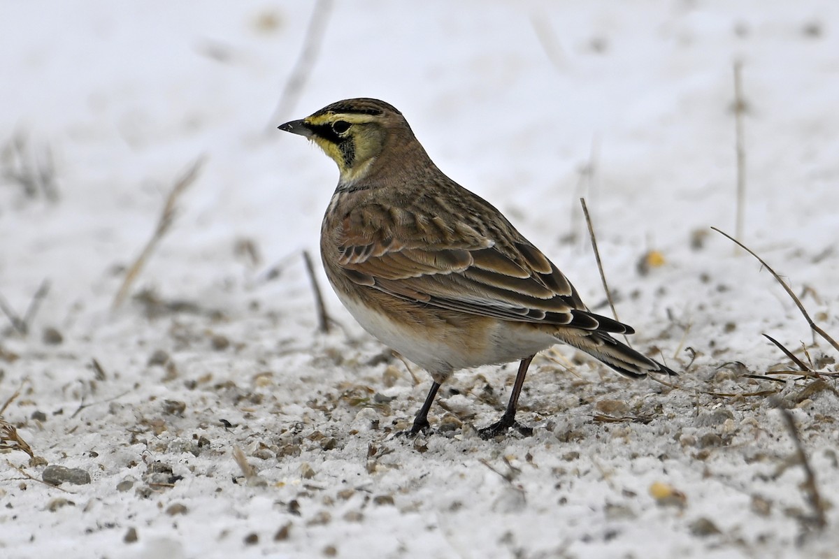 Horned Lark - ML646307013