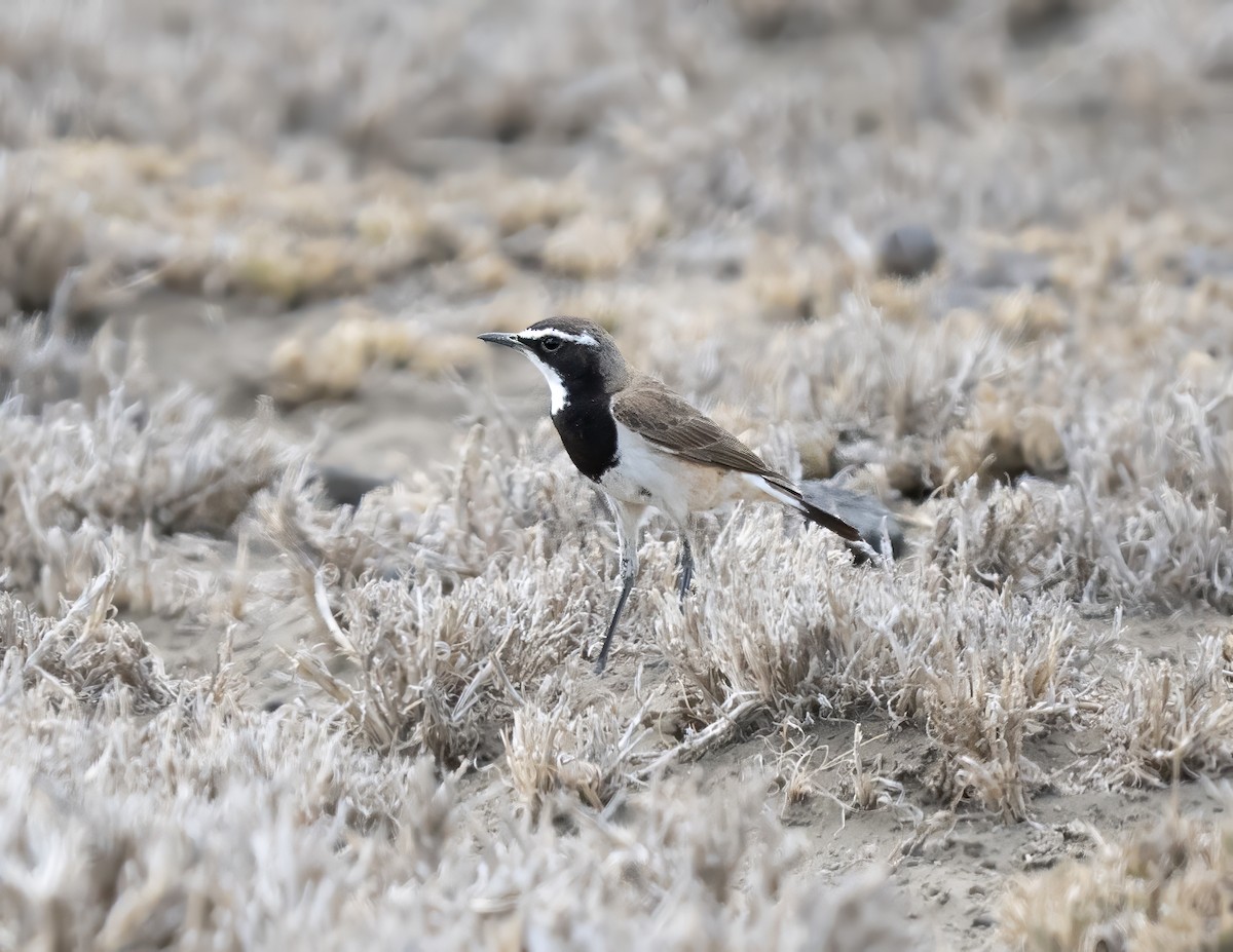 Capped Wheatear - ML646307014