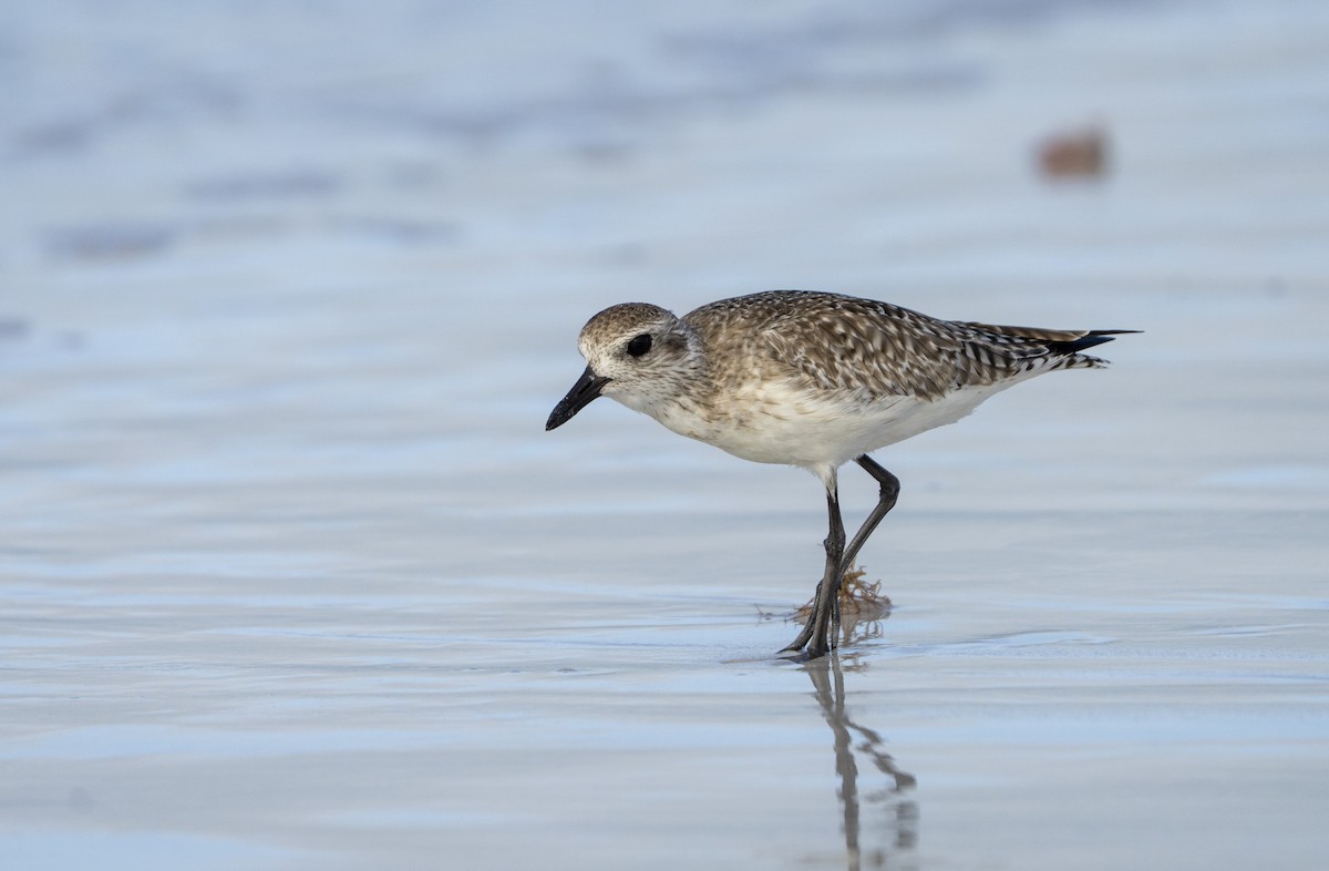 Chorlito Gris - ML646307019