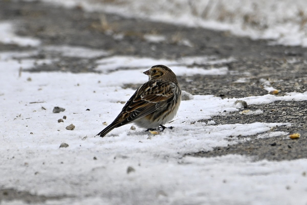 Lapland Longspur - ML646307025