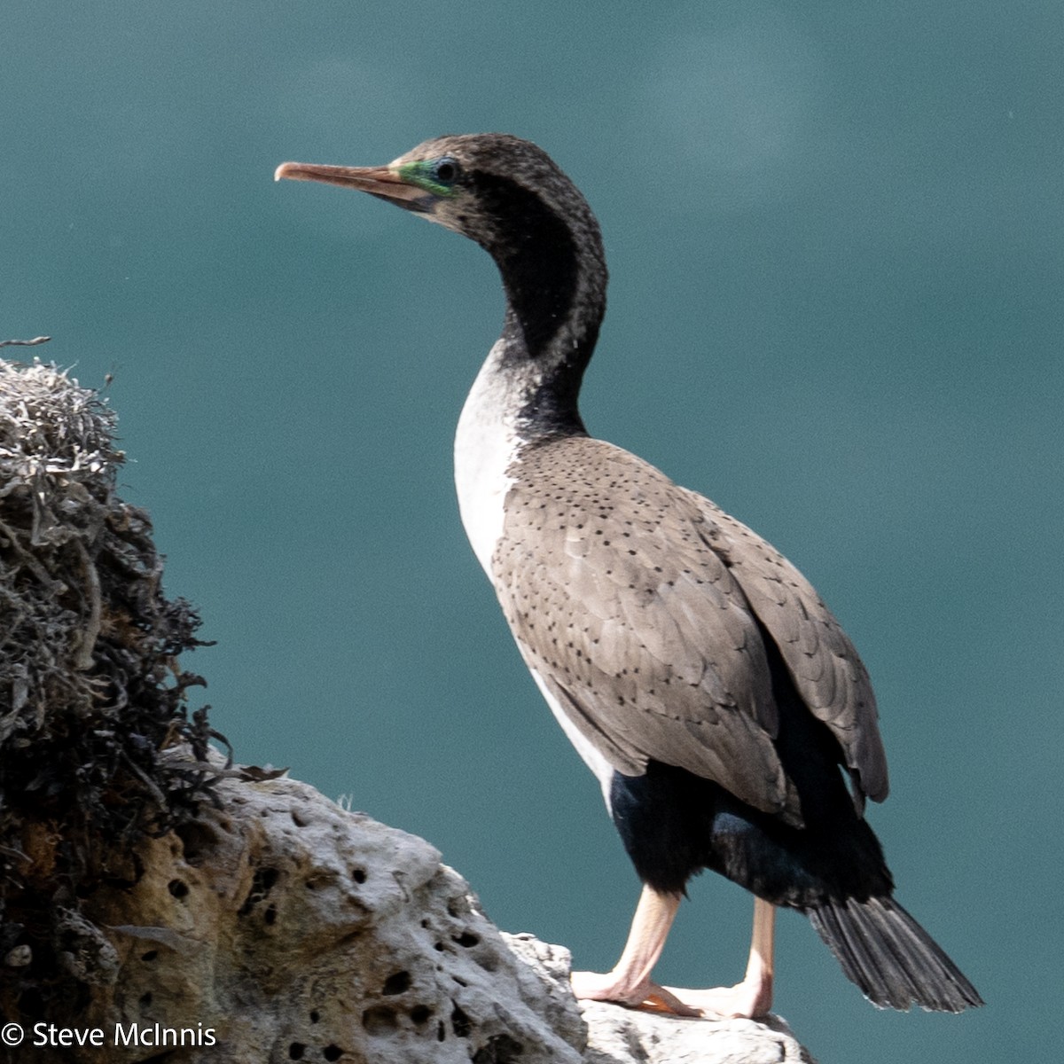 hvithalsflekkskarv - ML646307028