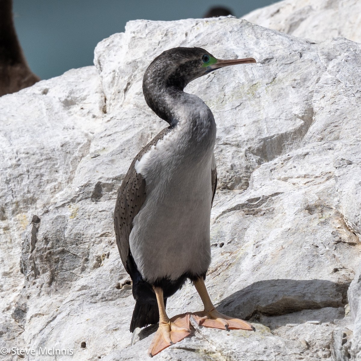 hvithalsflekkskarv - ML646307029