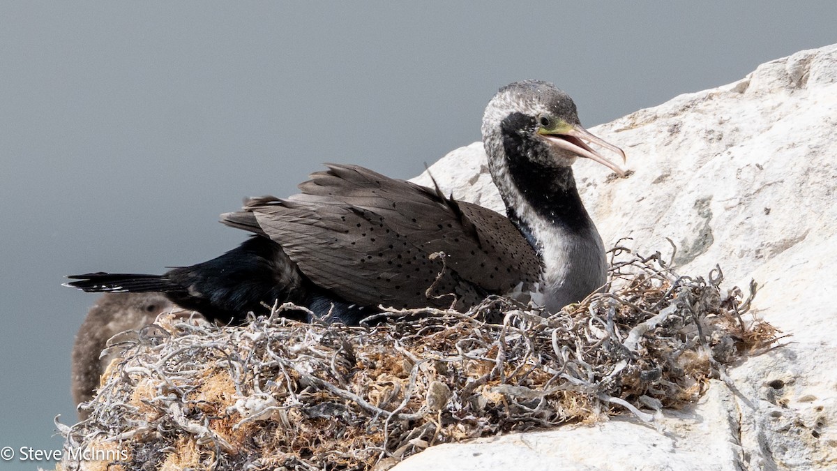 hvithalsflekkskarv - ML646307030