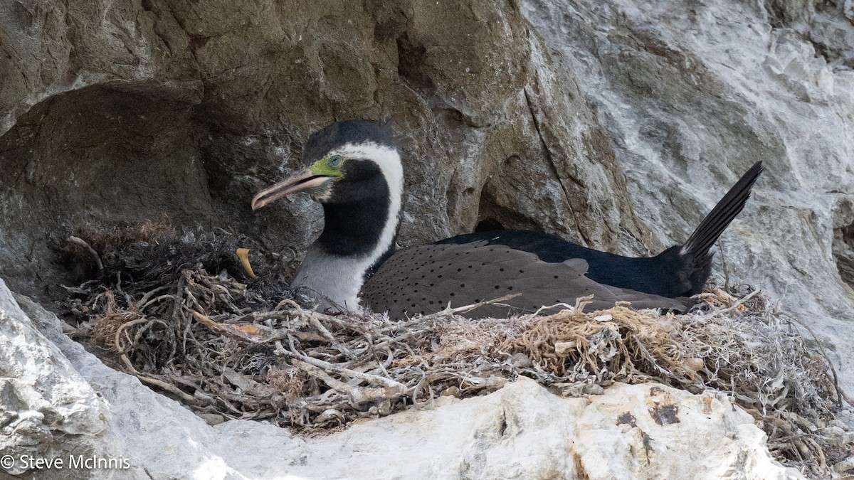 hvithalsflekkskarv - ML646307031