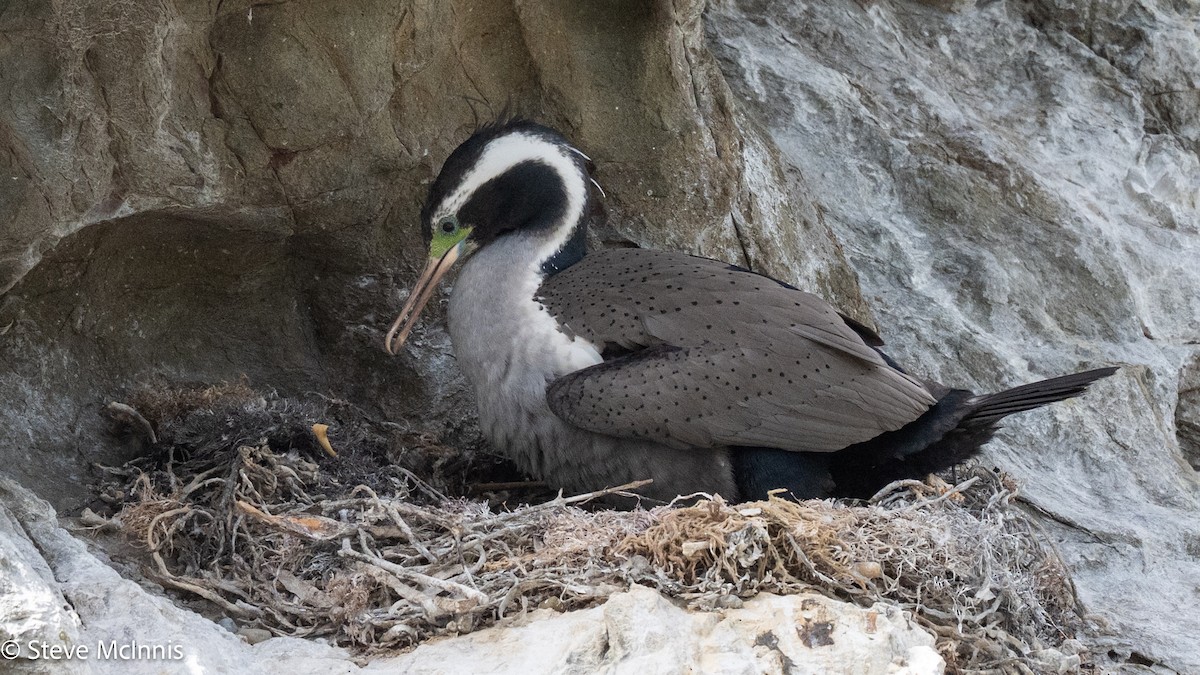 hvithalsflekkskarv - ML646307032