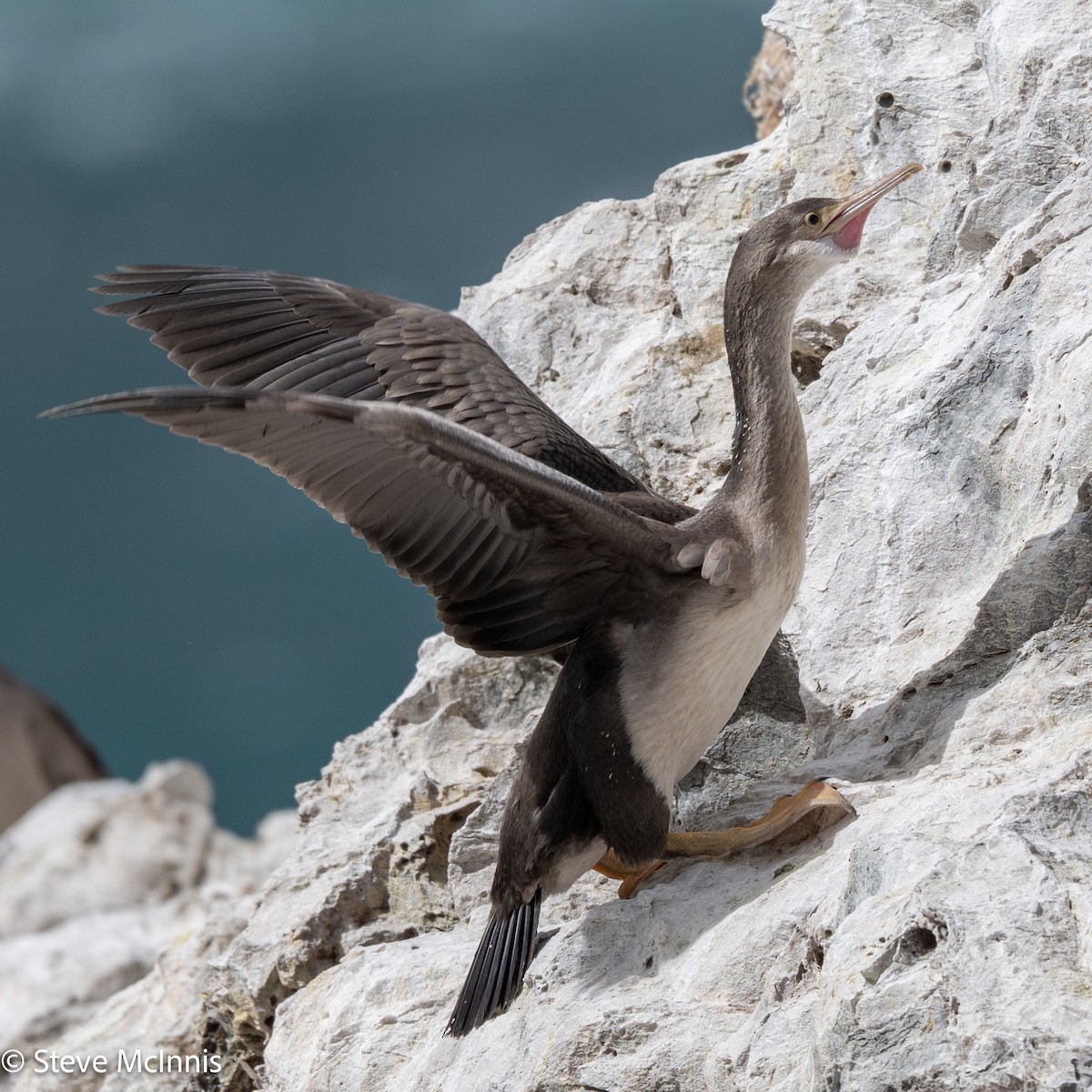 hvithalsflekkskarv - ML646307033