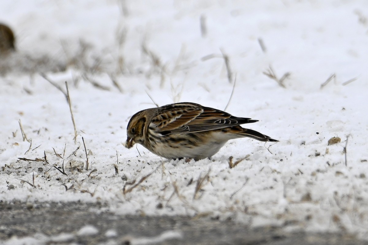 Lapland Longspur - ML646307036