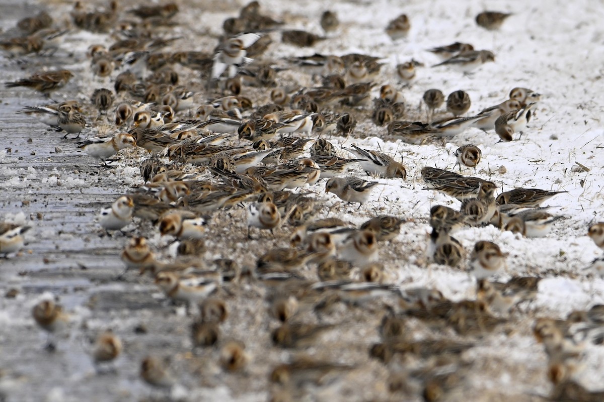 Lapland Longspur - ML646307041