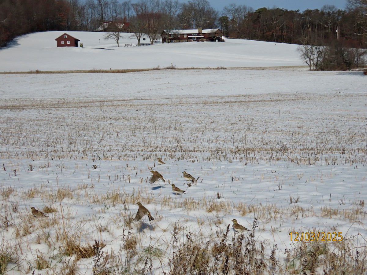 Horned Lark - ML646307042