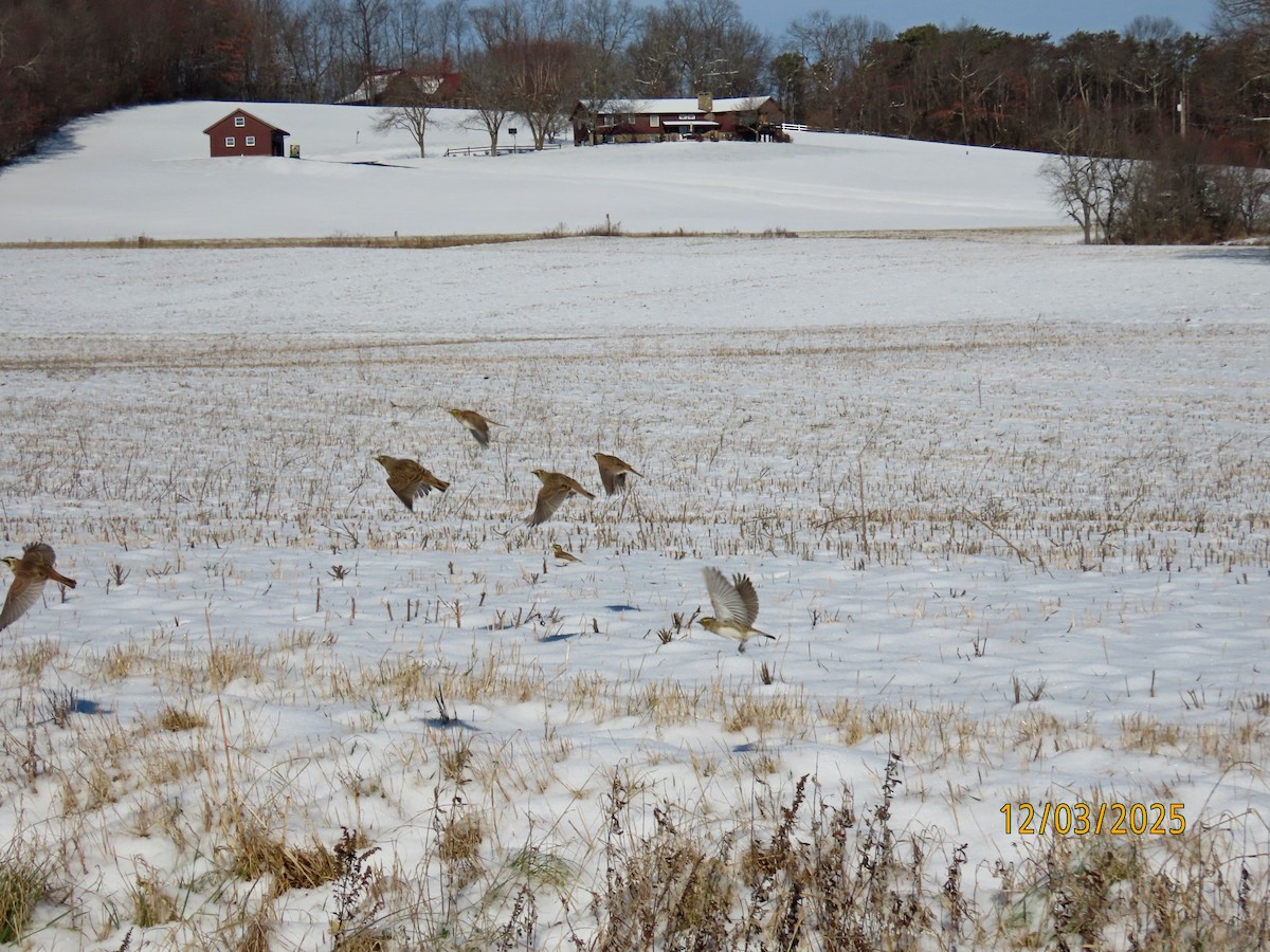 Horned Lark - ML646307043