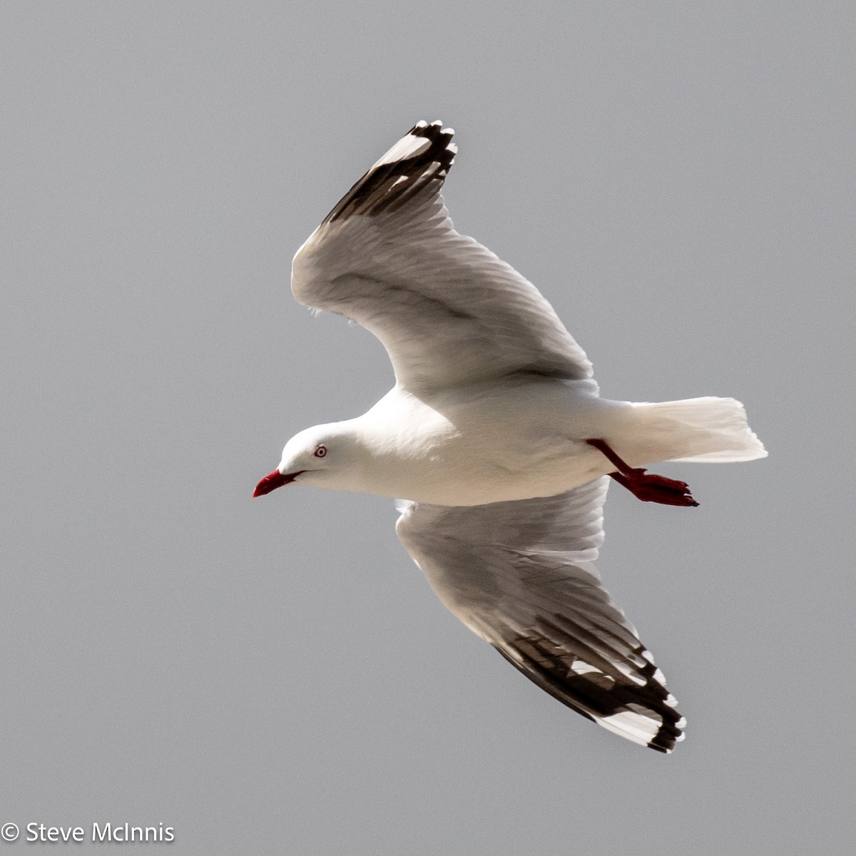 australmåke - ML646307044