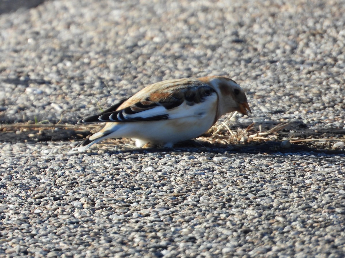 Snow Bunting - ML646307049