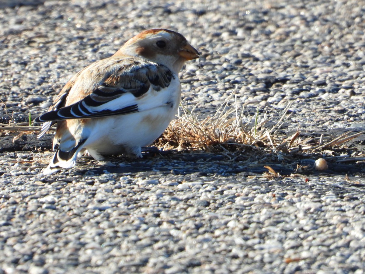 Snow Bunting - ML646307050