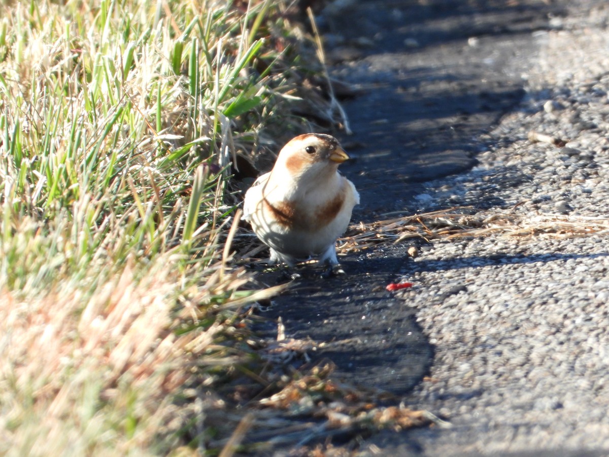 Snow Bunting - ML646307051