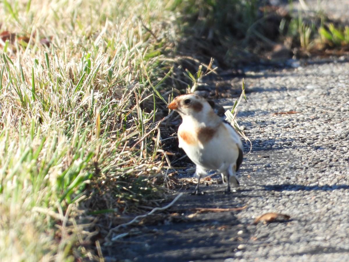 Snow Bunting - ML646307052