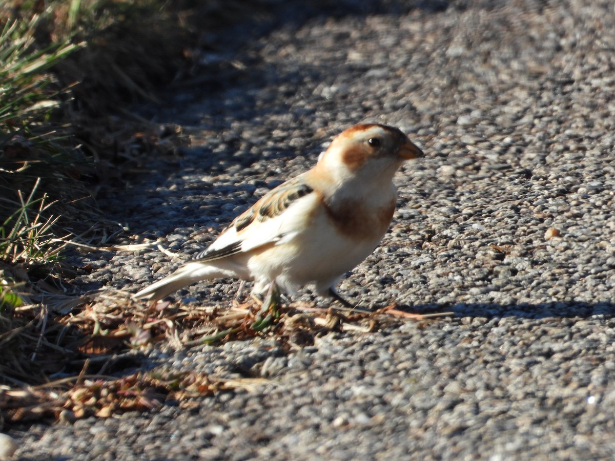 Snow Bunting - ML646307053