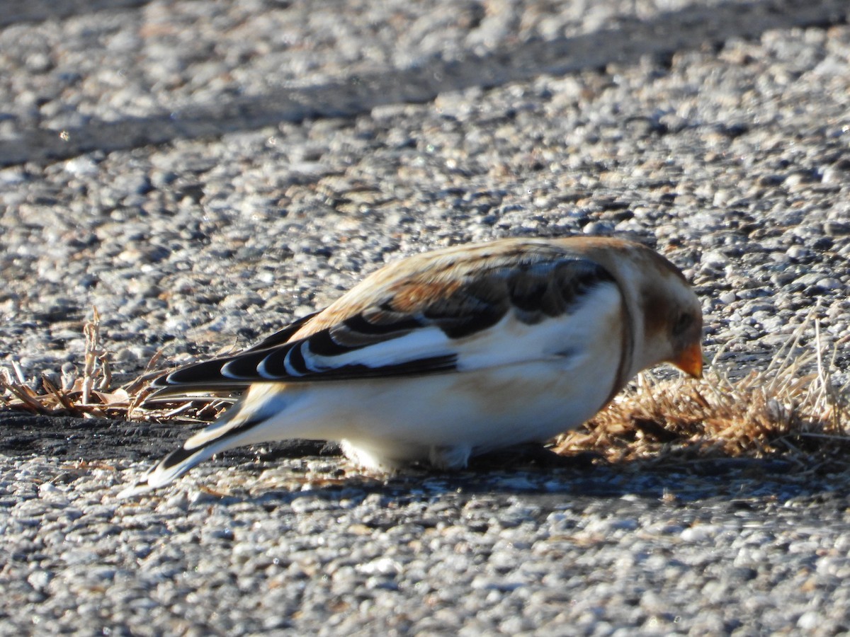 Snow Bunting - ML646307054