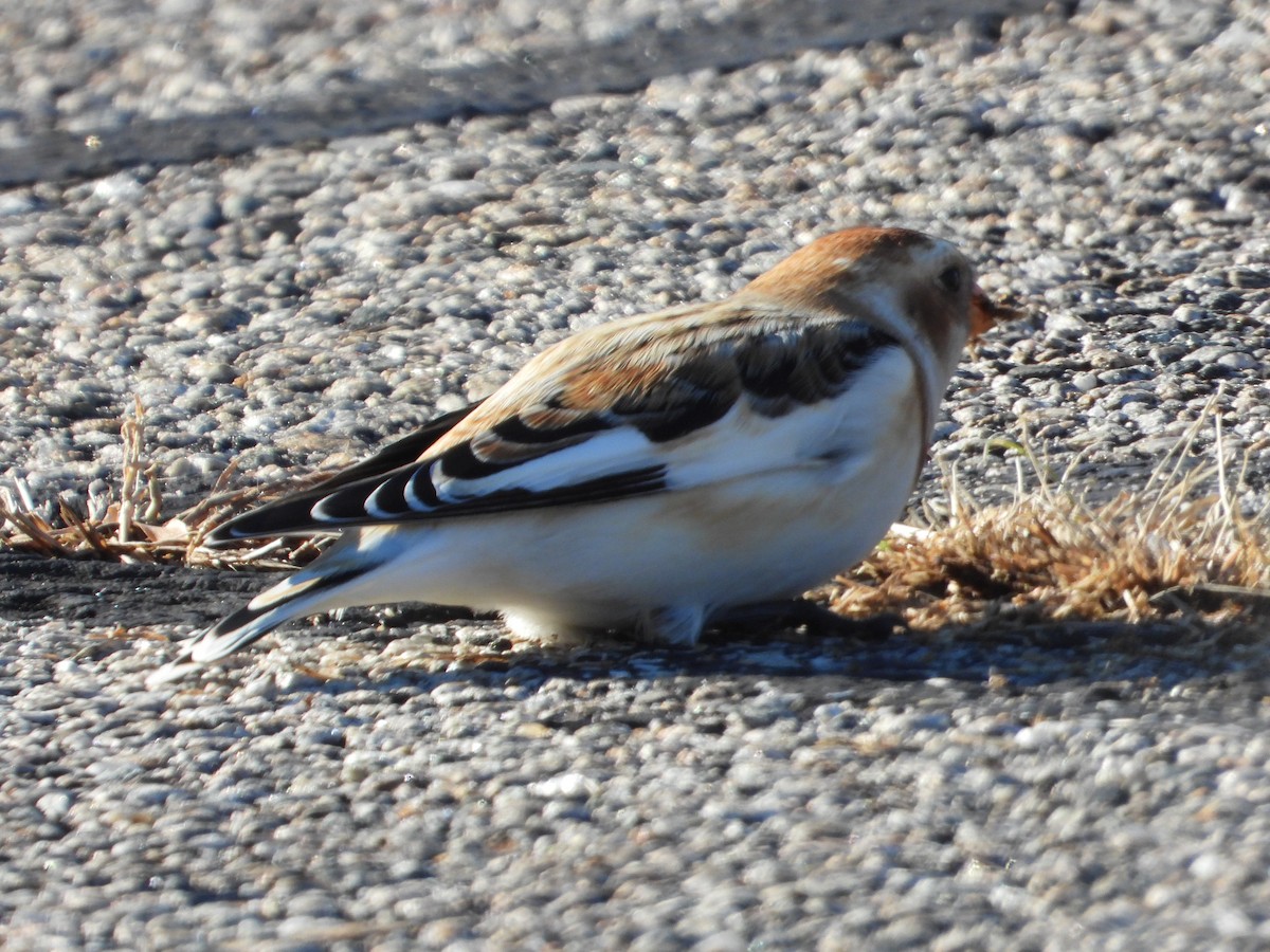 Snow Bunting - ML646307055