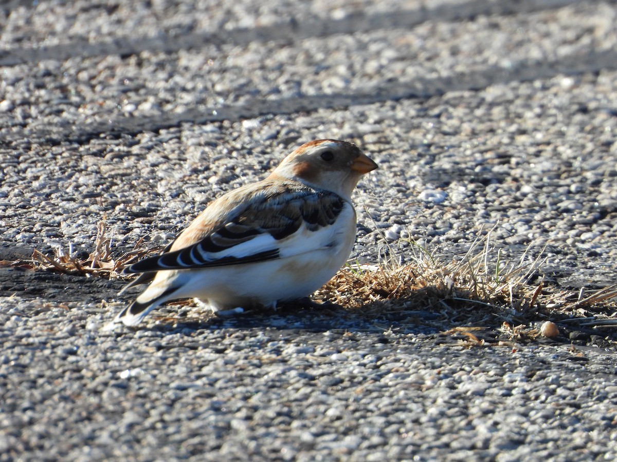 Snow Bunting - ML646307056