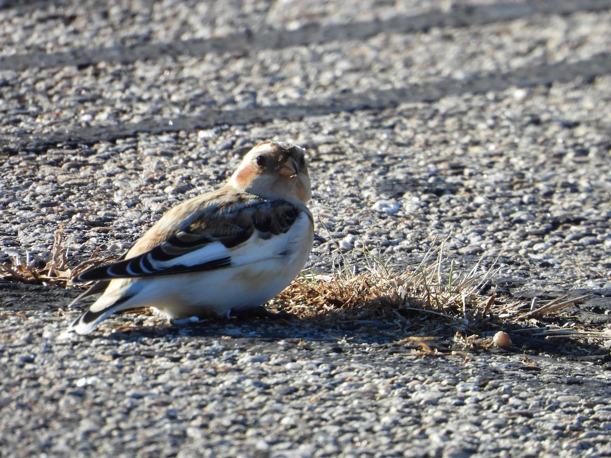 Snow Bunting - ML646307057