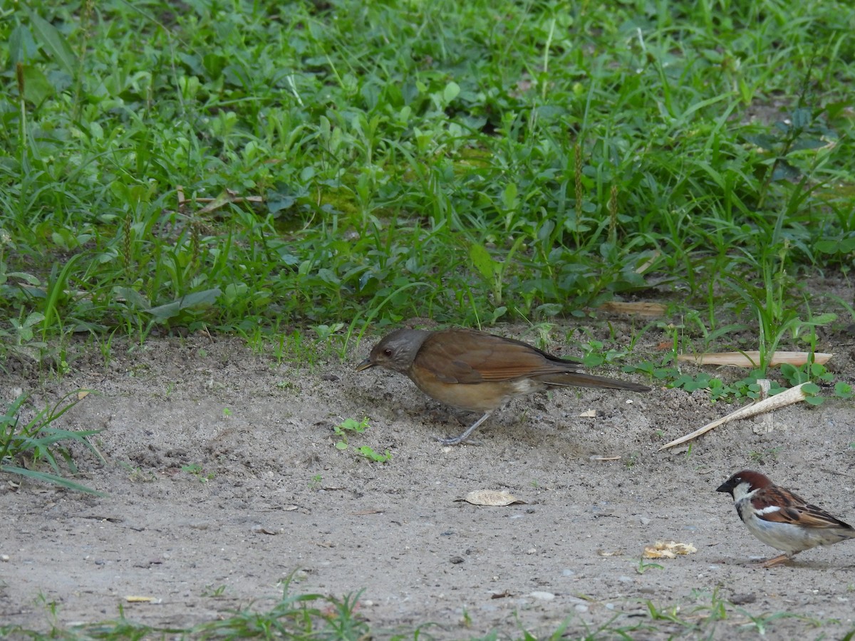 Pale-breasted Thrush - ML646307058