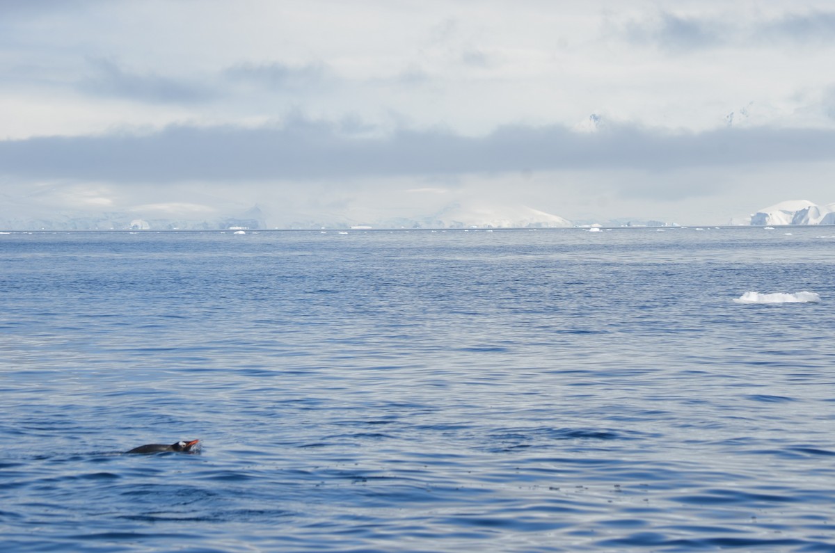 Gentoo Penguin - ML646307063