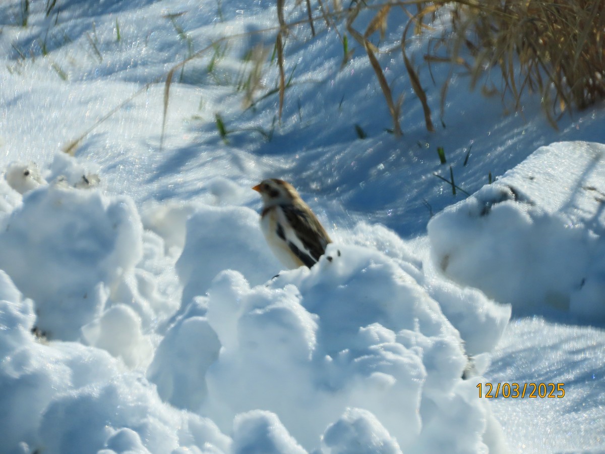 Snow Bunting - ML646307067