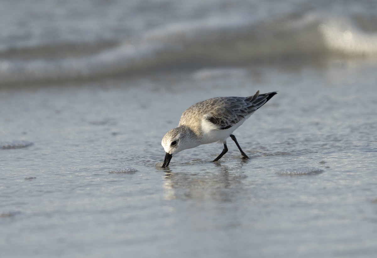 Sanderling - ML646307069