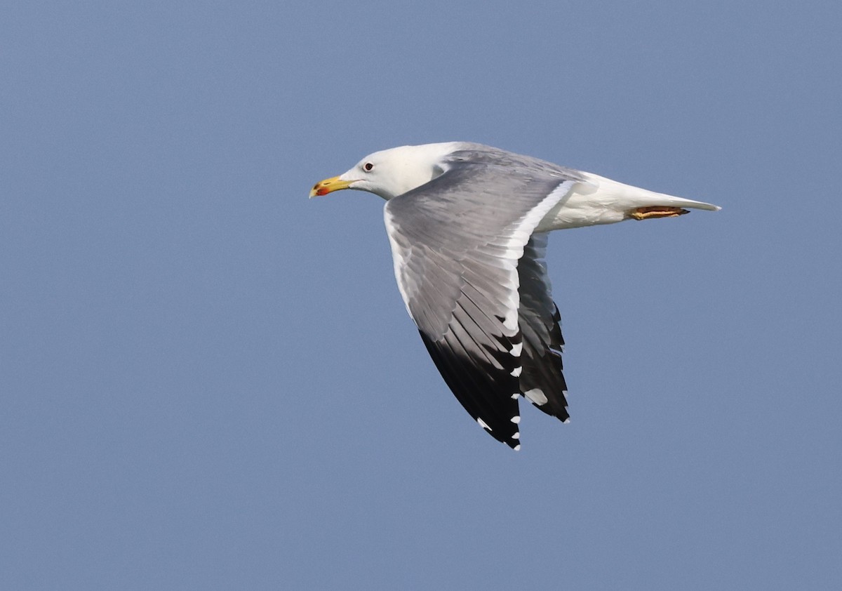 Lesser Black-backed Gull (Steppe) - ML646307070