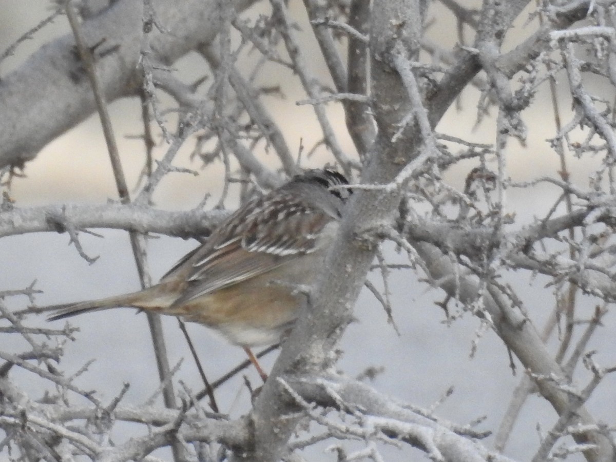 White-crowned Sparrow - ML646307071