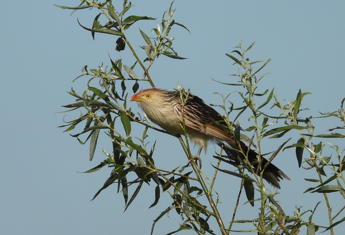 Guira Cuckoo - ML646307073