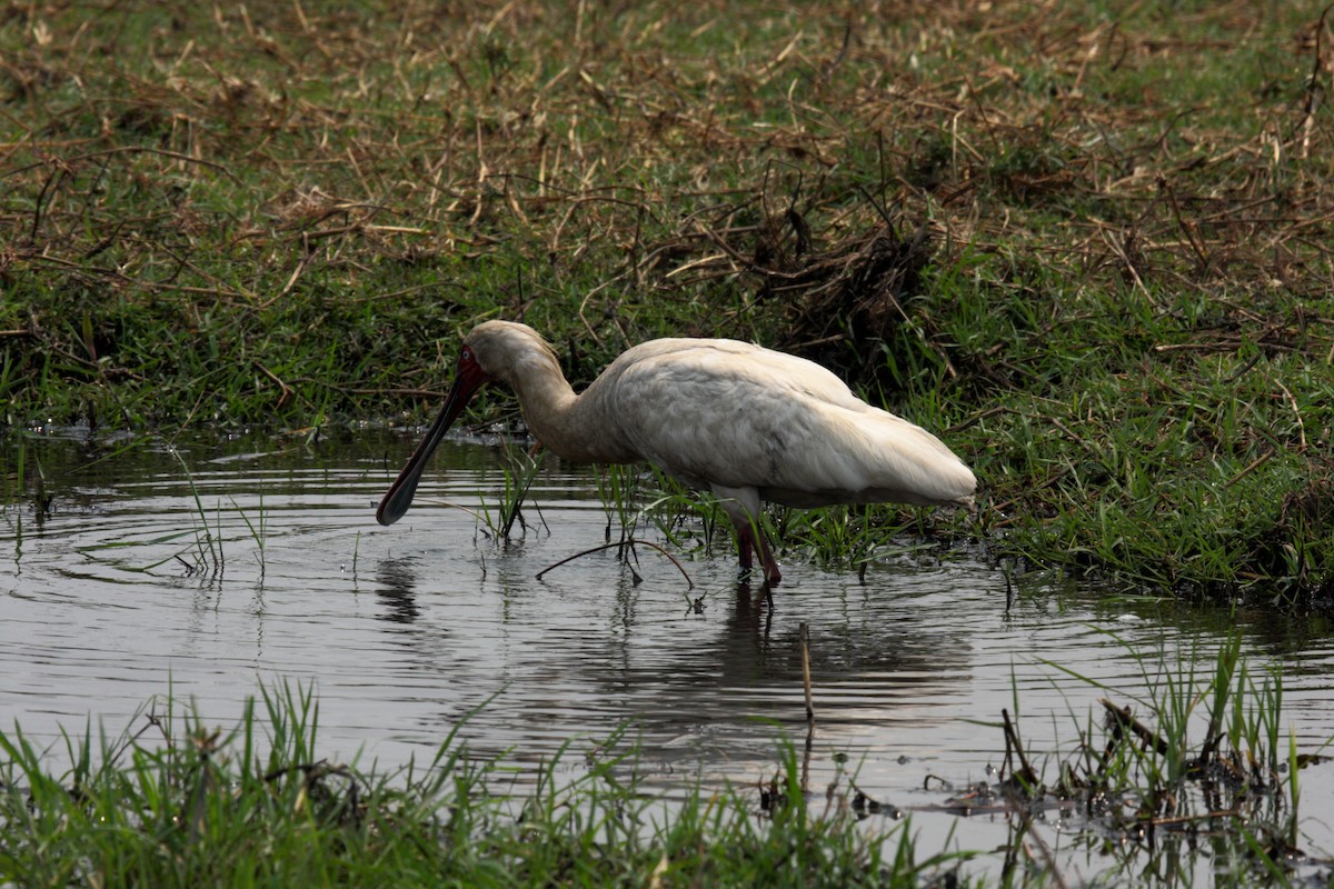 African Spoonbill - ML646307074