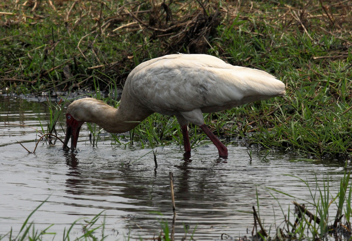 African Spoonbill - ML646307075