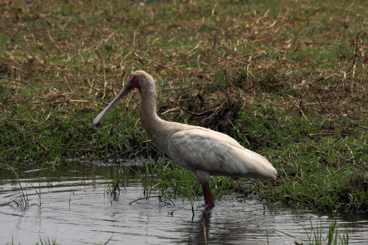 African Spoonbill - ML646307076