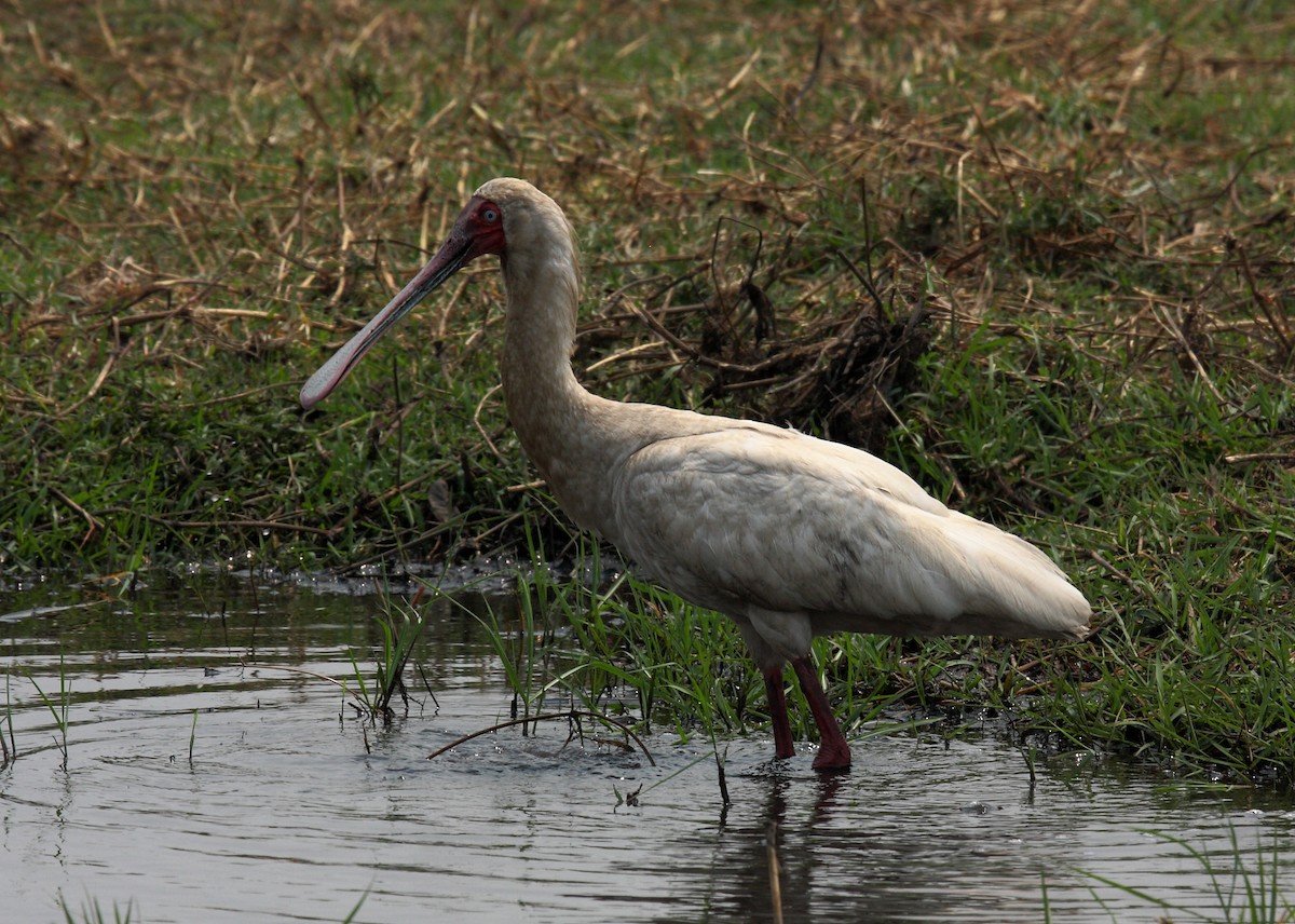 African Spoonbill - ML646307077
