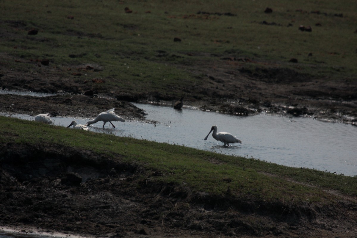 African Spoonbill - ML646307078