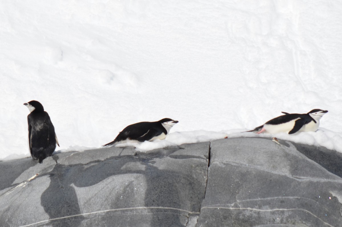 Chinstrap Penguin - ML646307079