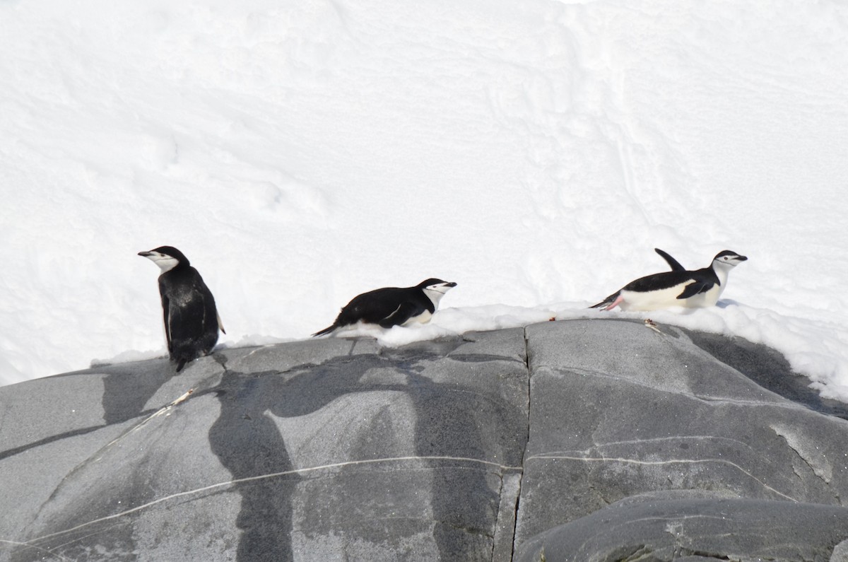 Chinstrap Penguin - ML646307080