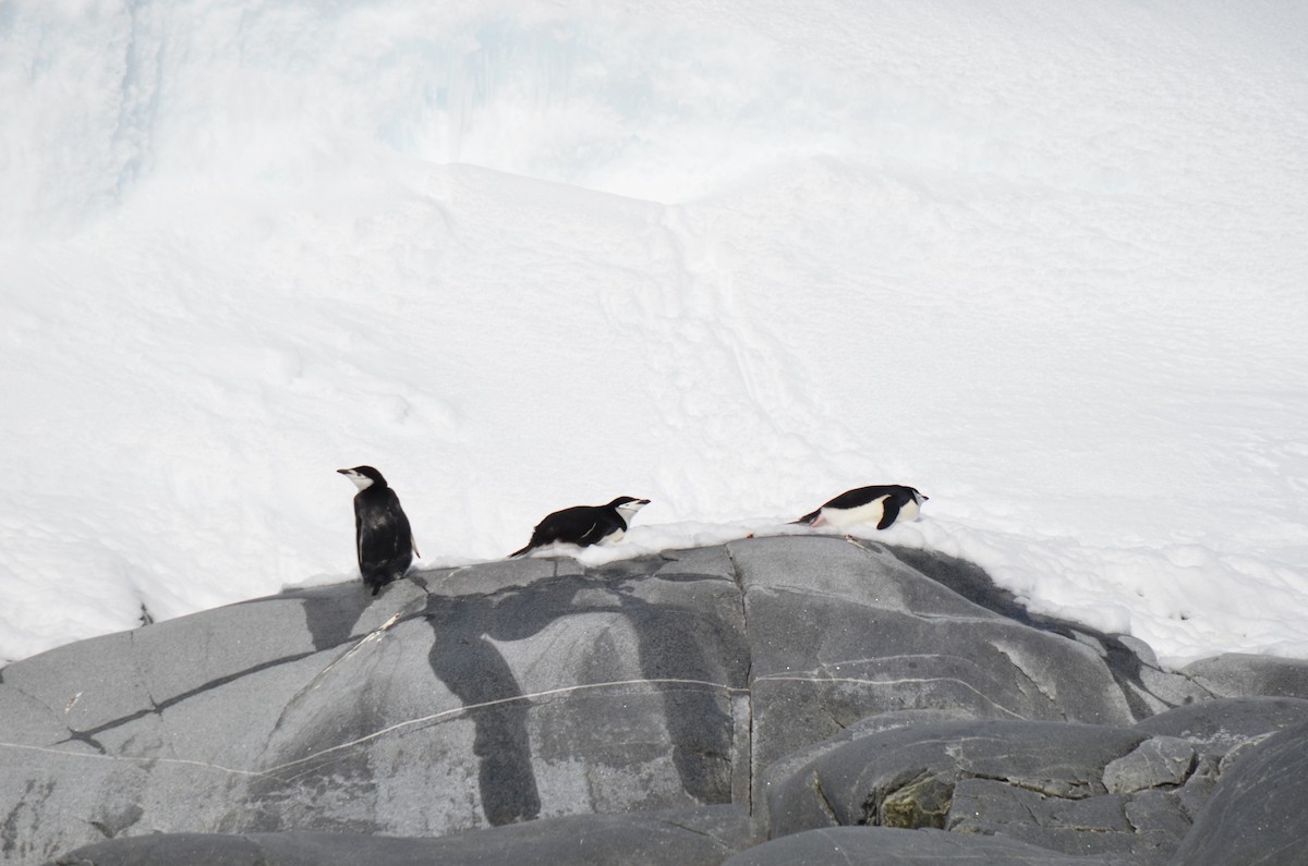 Chinstrap Penguin - ML646307081