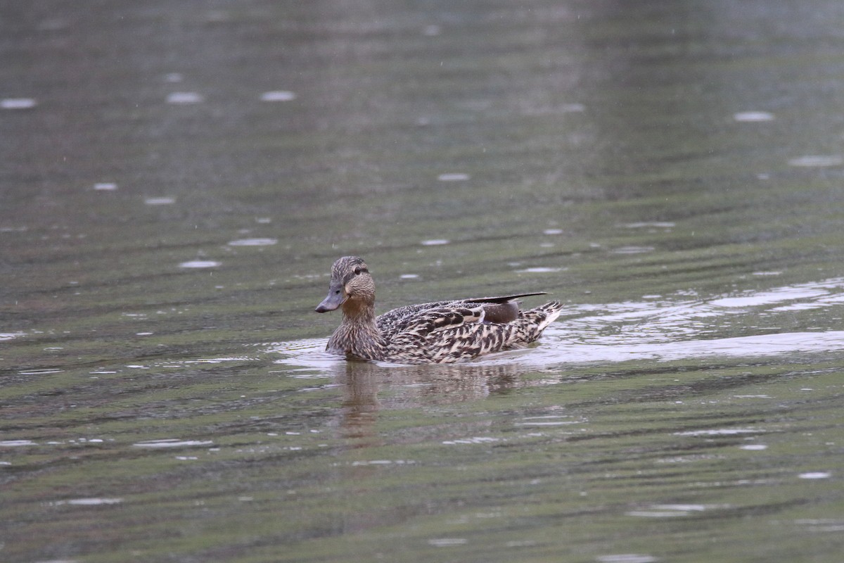 Mallard - ML646307082