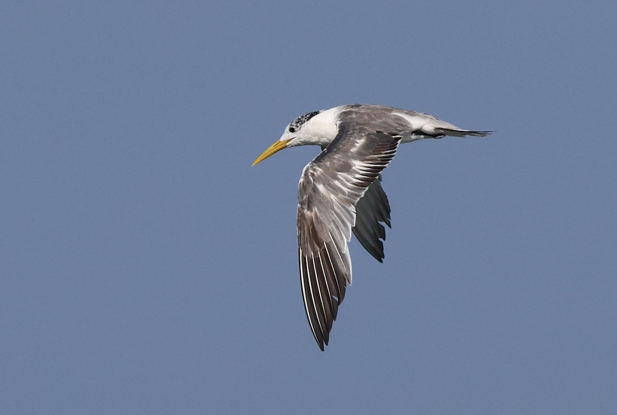 Great Crested Tern - ML646307083