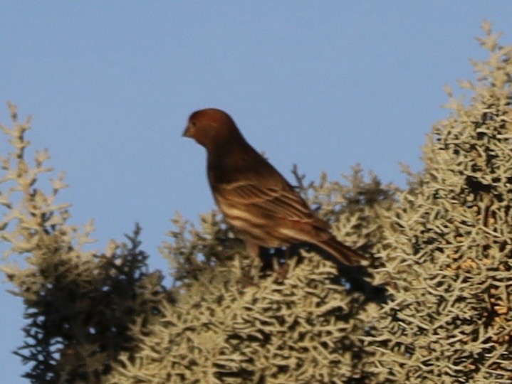 House Finch - ML646307084