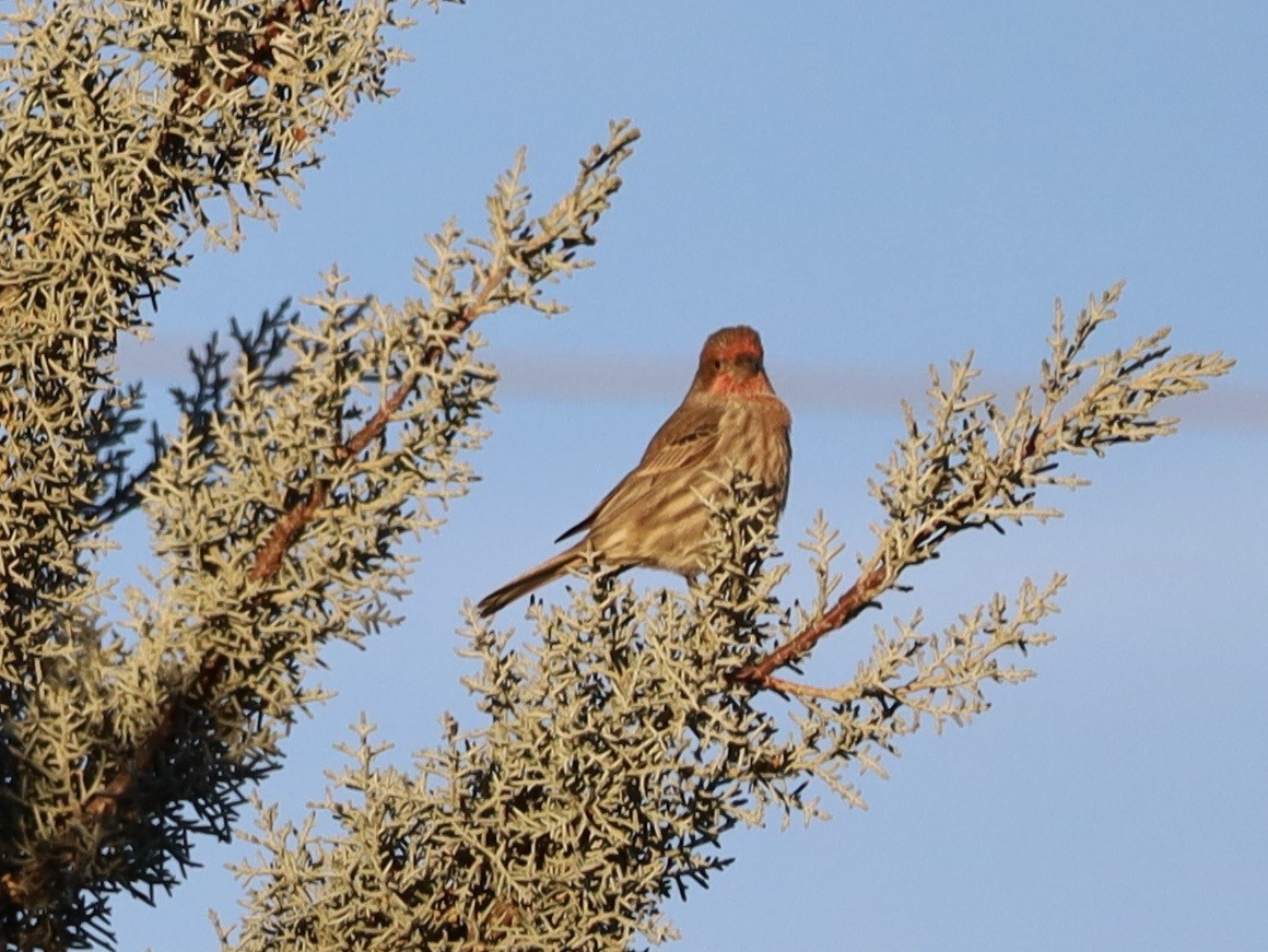 House Finch - ML646307085
