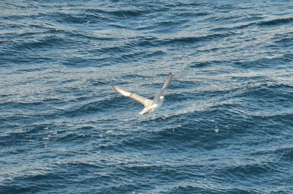 Southern Fulmar - ML646307086
