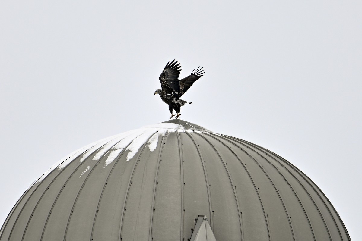 Bald Eagle - ML646307087